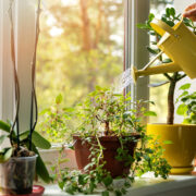 protect your plants vue window cleaning