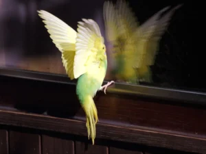 How to Prevent Birds from Hitting Your Windows: Tips for a Safer, Cleaner Home